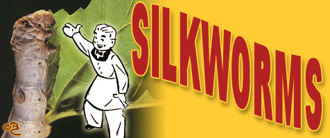 silkworm garnish